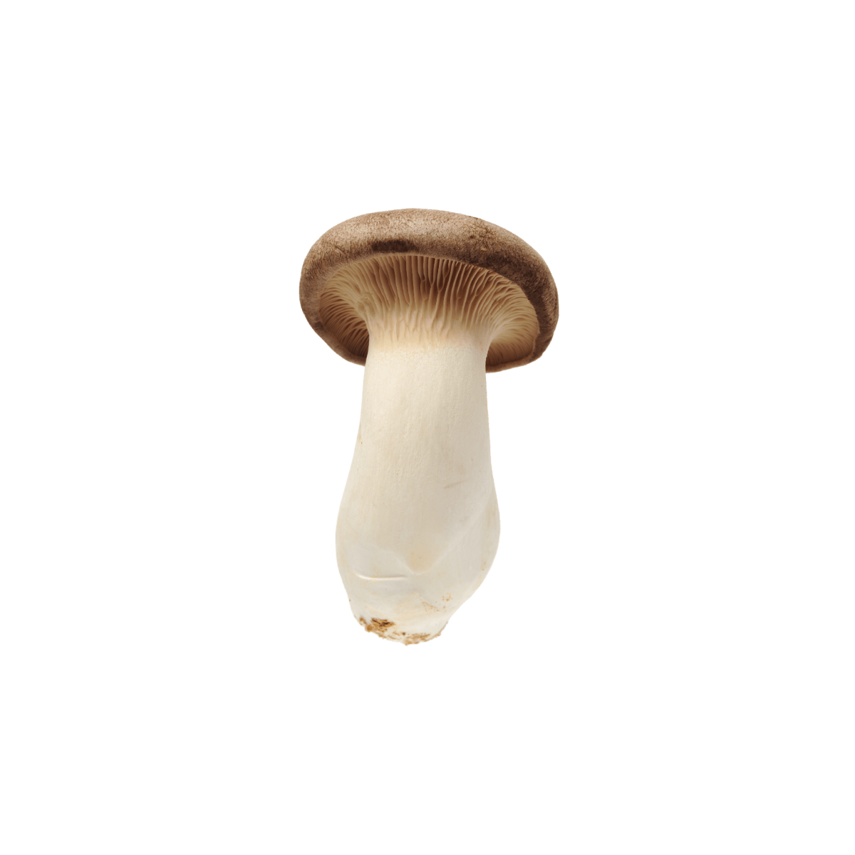 Økologisk Kongeøsterssopp (Pleurotus eryngii) - MyhresmatsoppØkologisk Kongeøsterssopp (Pleurotus eryngii)