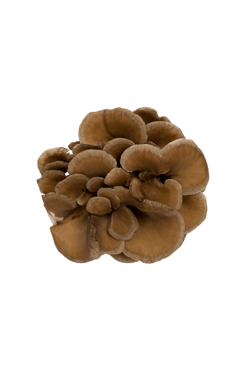 Økologisk Maitake - Grifola frondosa - MyhresmatsoppØkologisk Maitake - Grifola frondosa